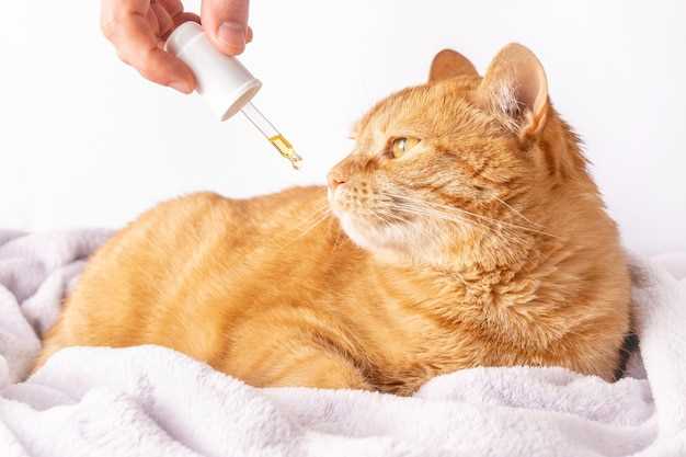 Amlodipine 0.625mg for cats