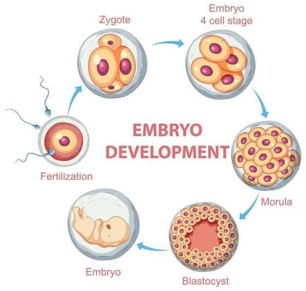 Amlodipine edema mechanism