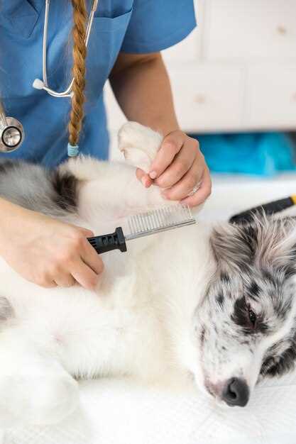 Amlodipine for feline hypertension