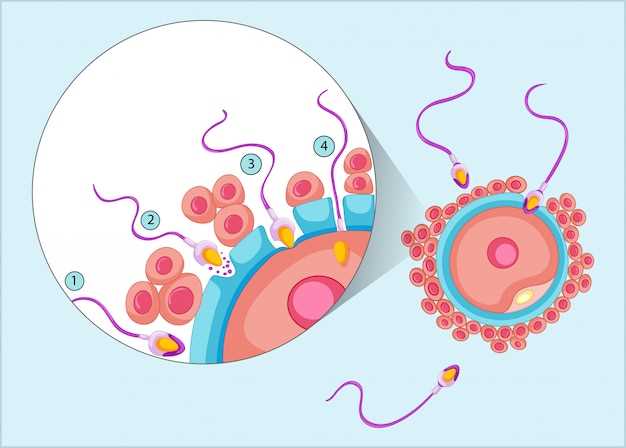 Amlodipine plavix interaction