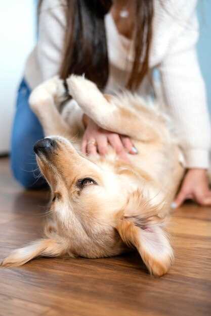 Side effects of amlodipine for dogs